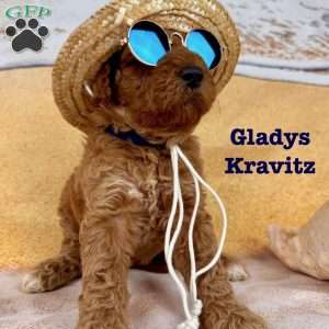 Gladys Kravitz, Standard Poodle Puppy