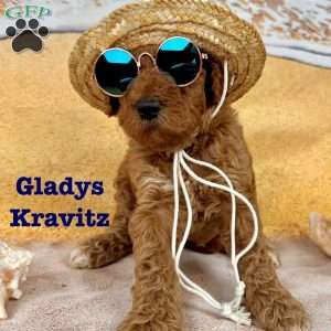 Gladys Kravitz, Standard Poodle Puppy