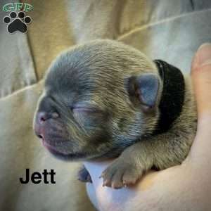 Jet, French Bulldog Puppy