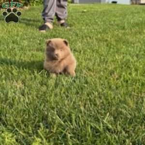 Luna, Pomeranian Puppy
