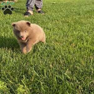 Luna, Pomeranian Puppy