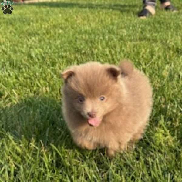 Luna, Pomeranian Puppy