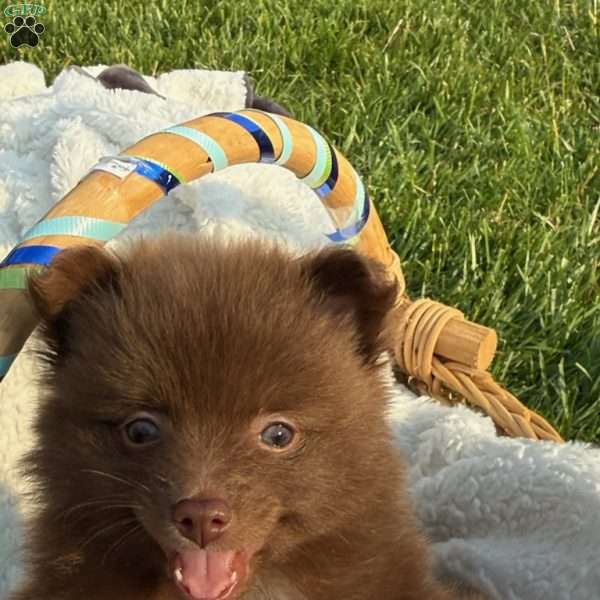 Coco, Pomeranian Puppy