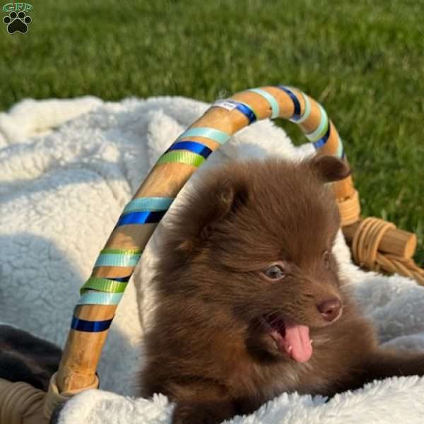 Chanel, Pomeranian Puppy