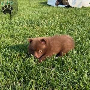 Coco, Pomeranian Puppy