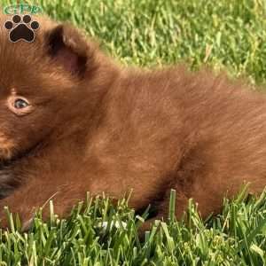 Coco, Pomeranian Puppy