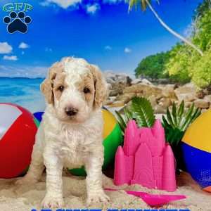 Archie Bunker, Standard Poodle Puppy