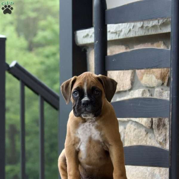 Biscuit, Boxer Puppy