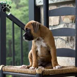 Biscuit, Boxer Puppy
