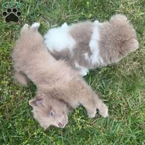 Luna, Pomeranian Puppy