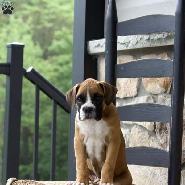 Beth, Boxer Puppy