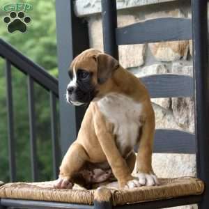 Beth, Boxer Puppy