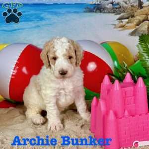 Archie Bunker, Standard Poodle Puppy