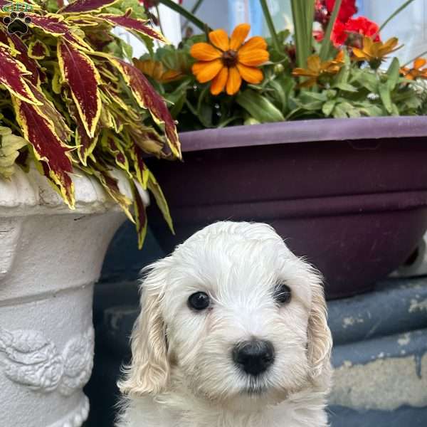 Jeffrey, Cockapoo Puppy