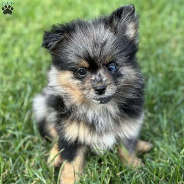 Grudge, Mini Elkhound Puppy
