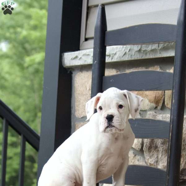 Bingo, Boxer Puppy