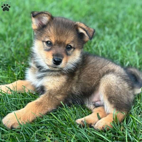 Pudge, Mini Elkhound Puppy