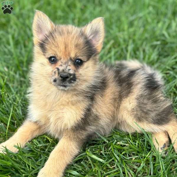 Fudge, Mini Elkhound Puppy