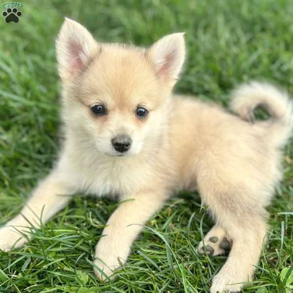 Smudge, Mini Elkhound Puppy