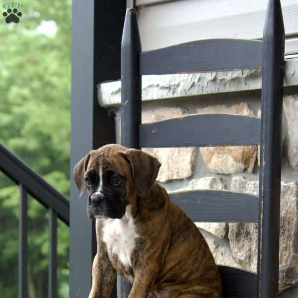 Lily, Boxer Puppy