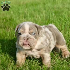 George, English Bulldog Puppy