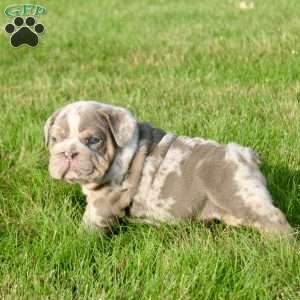 George, English Bulldog Puppy