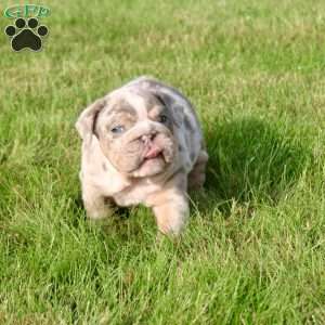 George, English Bulldog Puppy