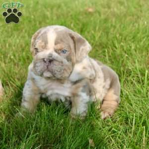 George, English Bulldog Puppy
