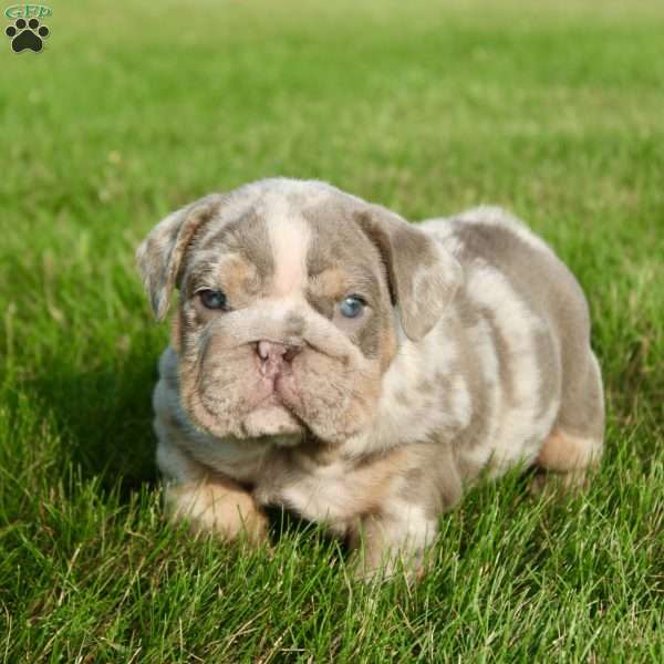 George, English Bulldog Puppy