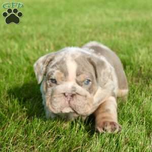 George, English Bulldog Puppy