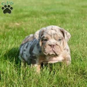 Sadie, English Bulldog Puppy