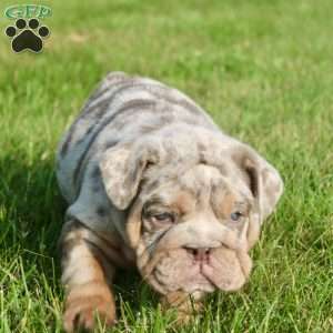 Sadie, English Bulldog Puppy