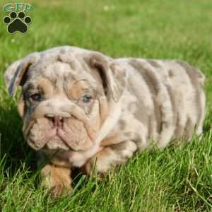 Sadie, English Bulldog Puppy