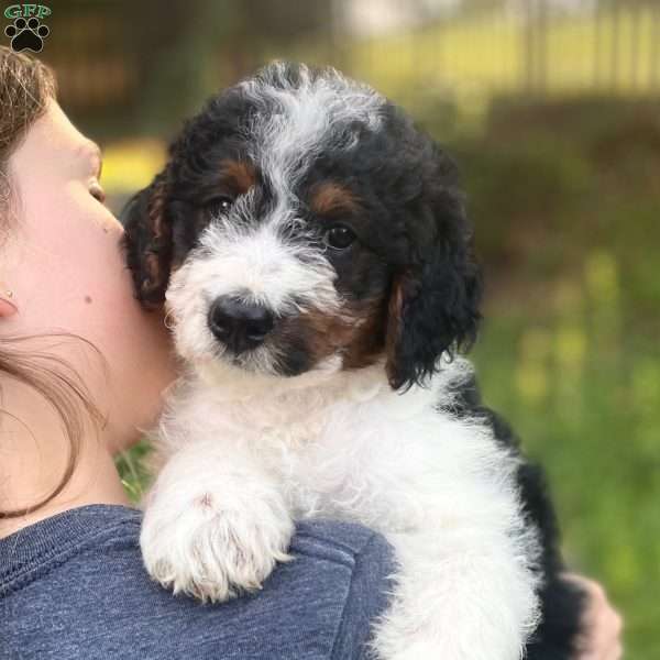 Coral, Mini Bernedoodle Puppy