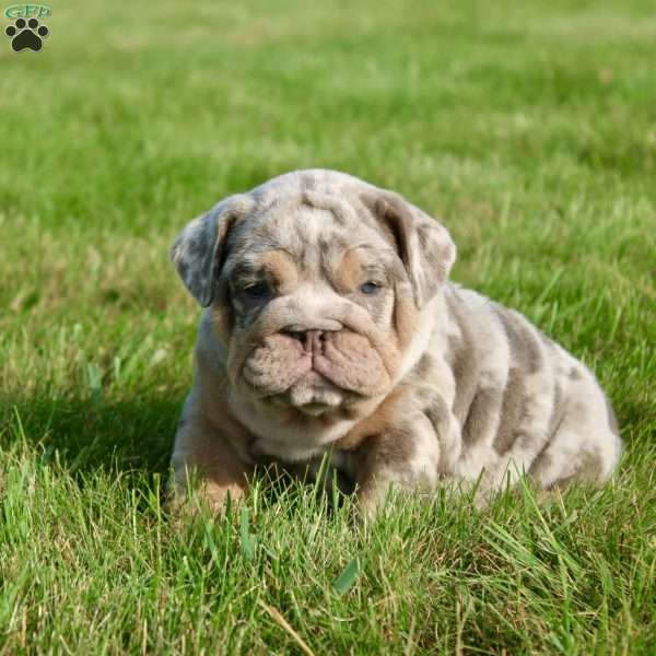 Sadie, English Bulldog Puppy