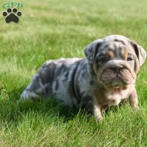 Sadie, English Bulldog Puppy