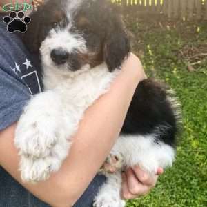 Coral, Mini Bernedoodle Puppy