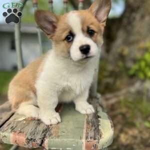 Heather, Pembroke Welsh Corgi Puppy