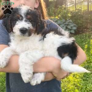 Coral, Mini Bernedoodle Puppy