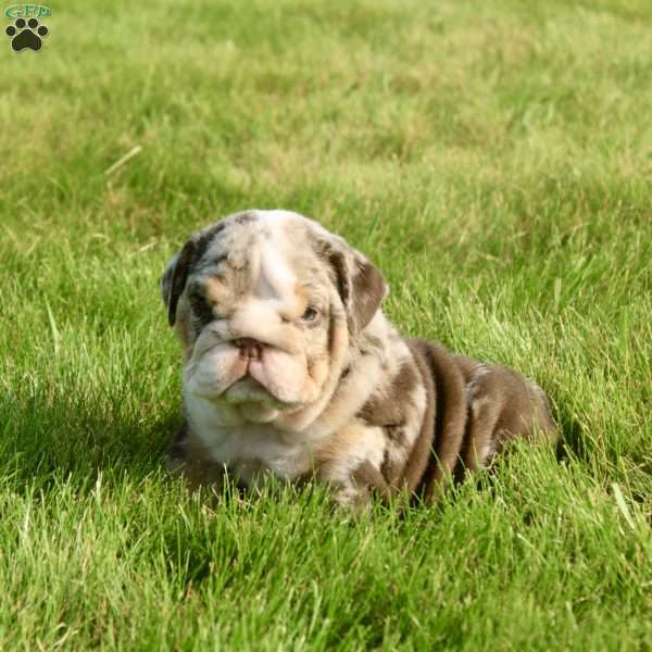 Leo, English Bulldog Puppy