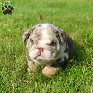 Leo, English Bulldog Puppy