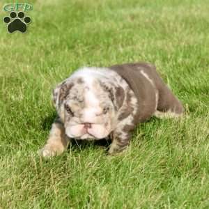 Leo, English Bulldog Puppy