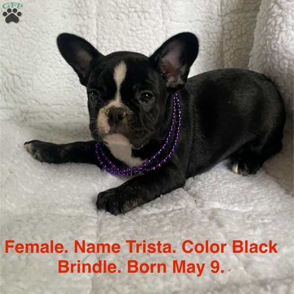 Trista, French Bulldog Puppy
