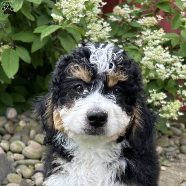 Abbie, Mini Bernedoodle Puppy