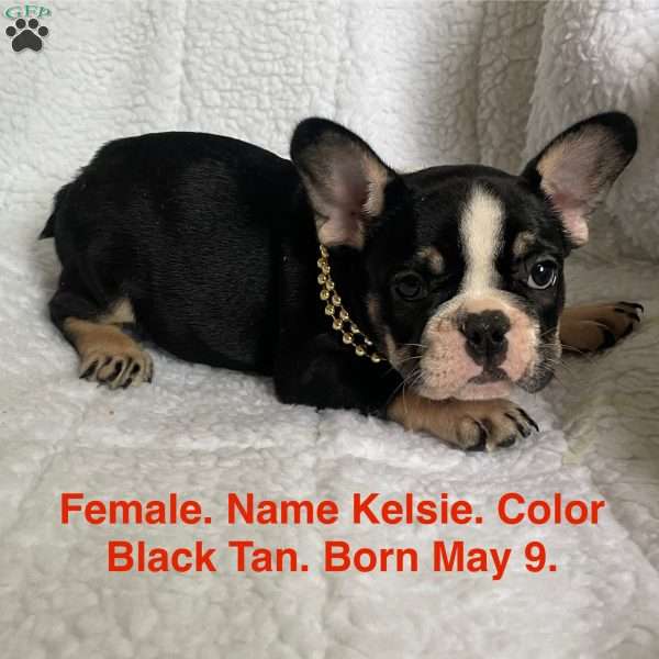 Kelsie, French Bulldog Puppy