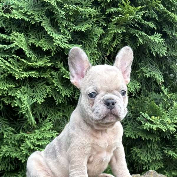 Moon, French Bulldog Puppy