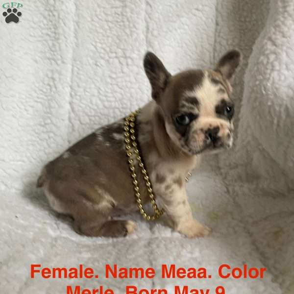 Meaa, French Bulldog Puppy