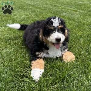 Abbie, Mini Bernedoodle Puppy