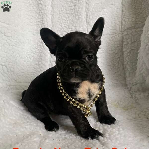 Tate, French Bulldog Puppy