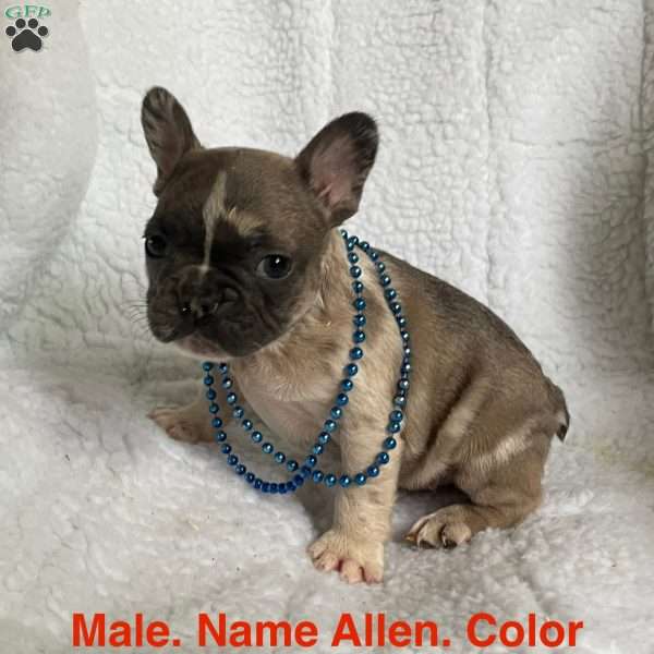 Allen, French Bulldog Puppy